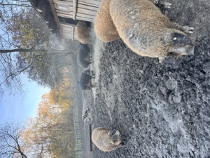 Vand porci mangalita si bazna - imagine 5