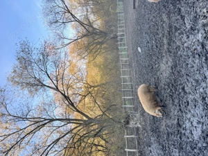 Vand porci mangalita si bazna - imagine 3