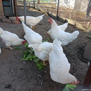 Găini de rasă pentru ouă