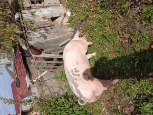 Se vând 2 scroafe  - imagine 3