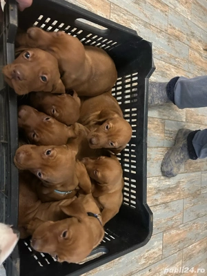 visla maghiara - imagine 5