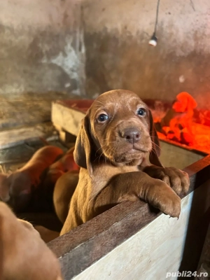 visla maghiara - imagine 4