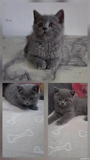 pui British  - imagine 2