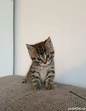 Puiuti Norvegiana de padure