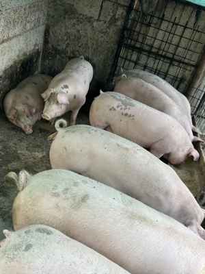 Porci de vânzare Roseti Calarasi 16 lei  kg 