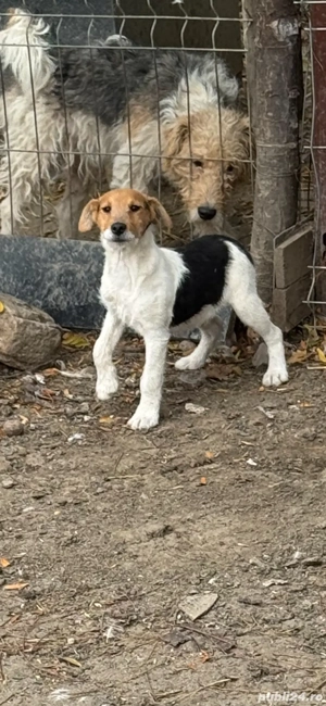 femela fox terrier!!!