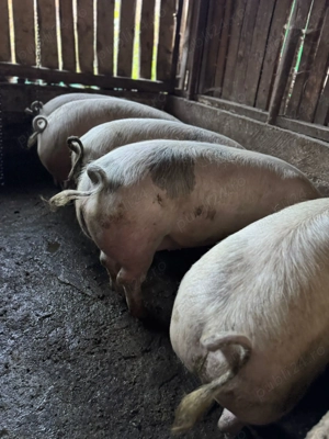 Vând porci crescuți natural! - imagine 2