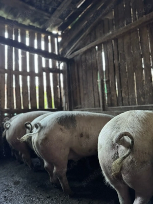 Vând porci crescuți natural! - imagine 4