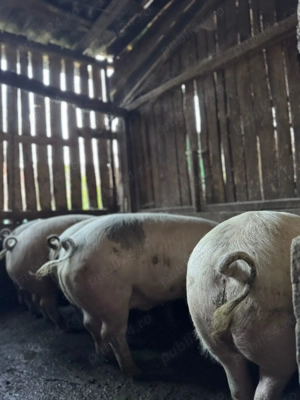 Vând porci crescuți natural! - imagine 5