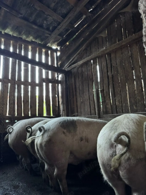 Vând porci crescuți natural! - imagine 3