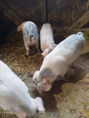 Vând purcei - imagine 3