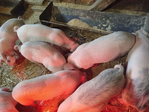 Vând purcei - imagine 2