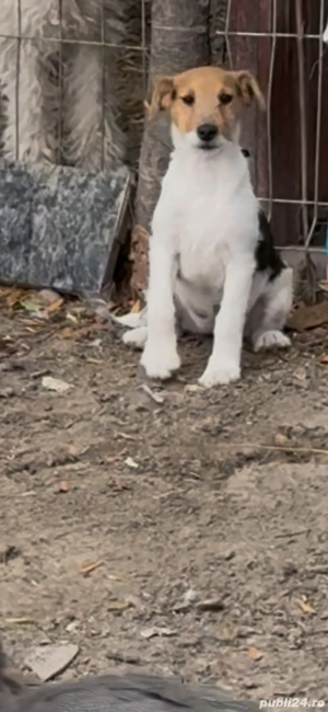 femela fox terrier!!! - imagine 3