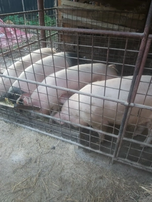 Vând porci 
