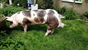 Vând porci rasă Pietrain crescuți bio