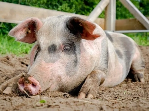 Vând porci rasă Pietrain crescuți bio - imagine 2