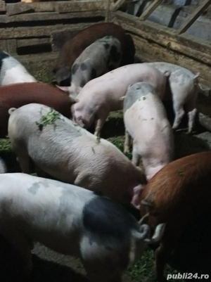 Soldanei de vanzare - imagine 2