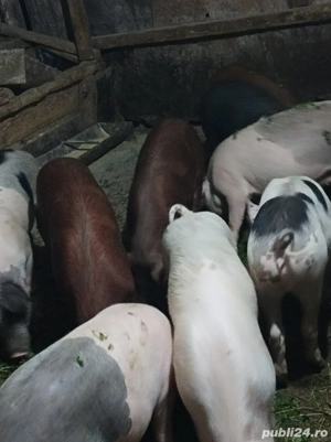 Soldanei de vanzare - imagine 4