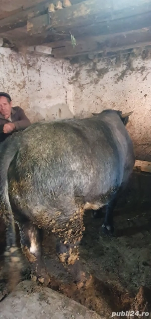 taur de vanzare  - imagine 3