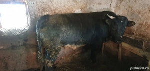 taur de vanzare  - imagine 2