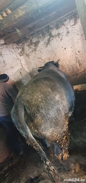 taur de vanzare  - imagine 4