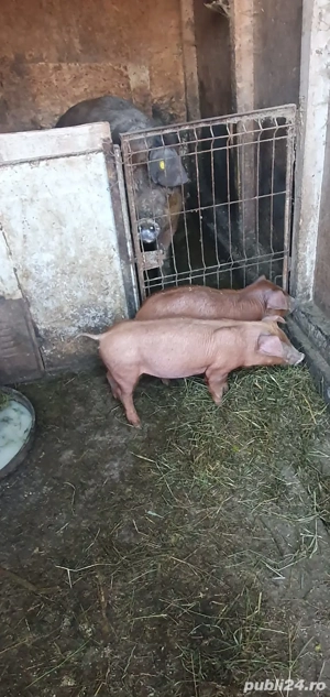 vand ce se vede in poza 