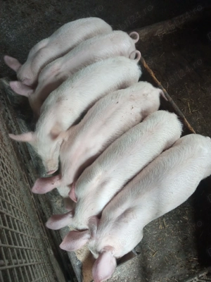 Vând purcei de carne 