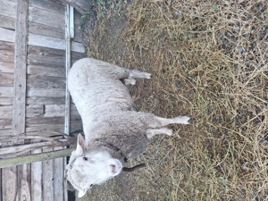 Berbecut tânăr 35-45 kg - imagine 4