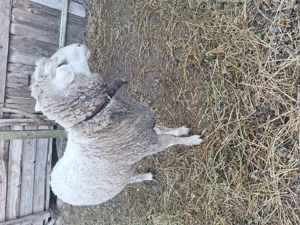 Berbecut tânăr 35-45 kg - imagine 2