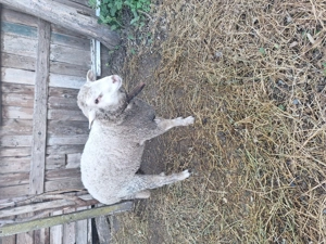 Berbecut tânăr 35-45 kg - imagine 3