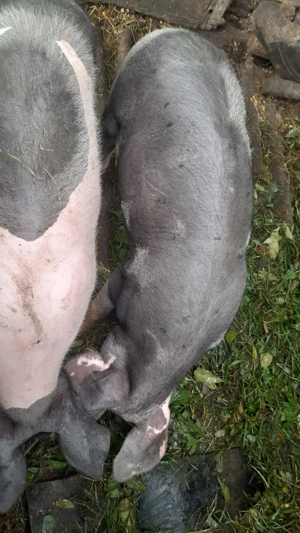 2 purcei de 6 luni, crescuti la curte in Sincai-Fanate, Mures