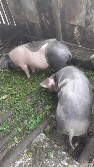 2 purcei de 6 luni, crescuti la curte in Sincai-Fanate, Mures - imagine 2