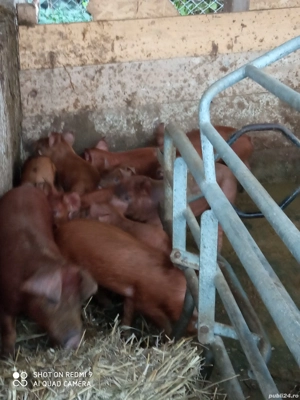 11 purcei rasa durok pret bun de producător  - imagine 4