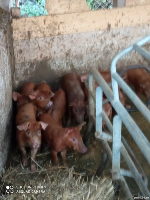 11 purcei rasa durok pret bun de producător  - imagine 2