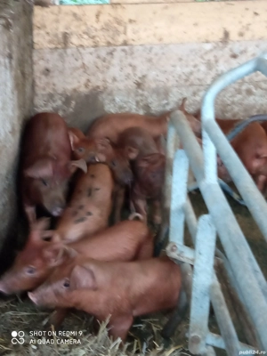 11 purcei rasa durok pret bun de producător  - imagine 3