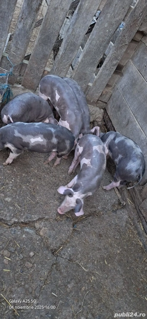              Vând Purcei Pietran