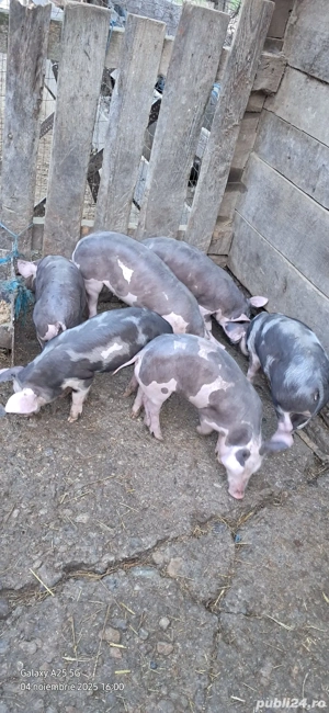 Vând Purcei - imagine 4