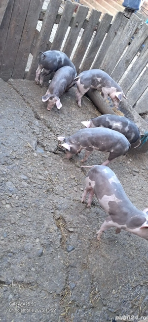 Vând Purcei - imagine 5