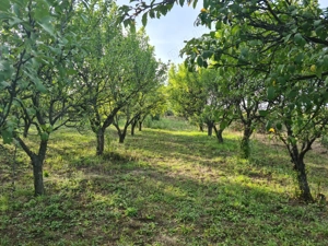 teren intravilan 28 ari cu livada in viile satu mare 