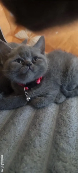  pui british shorthair  