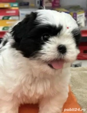 shih-tzu talie mica - imagine 2