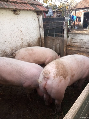 porci de vînzare leș 