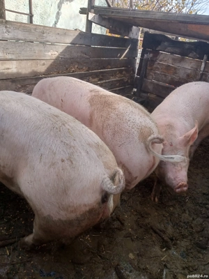 porci de vînzare leș 