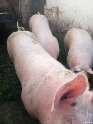 porci de vînzare leș  - imagine 2