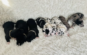 Dog German Marele Danez  - imagine 2