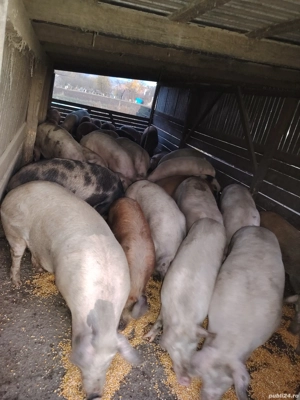 Vând porci crescuți natural 