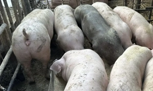 Vând sau arvunesc porci pentru Crăciun - imagine 3