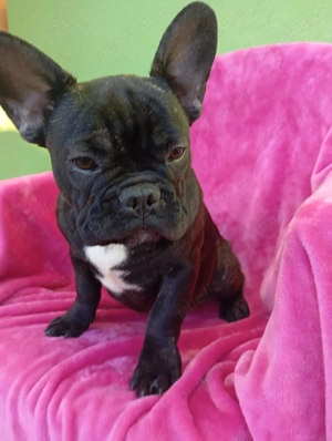 bulldog francez 