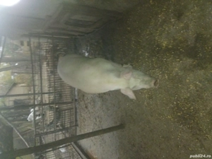 Porc de vânzare 