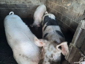 vand porci intre 90-110kg 